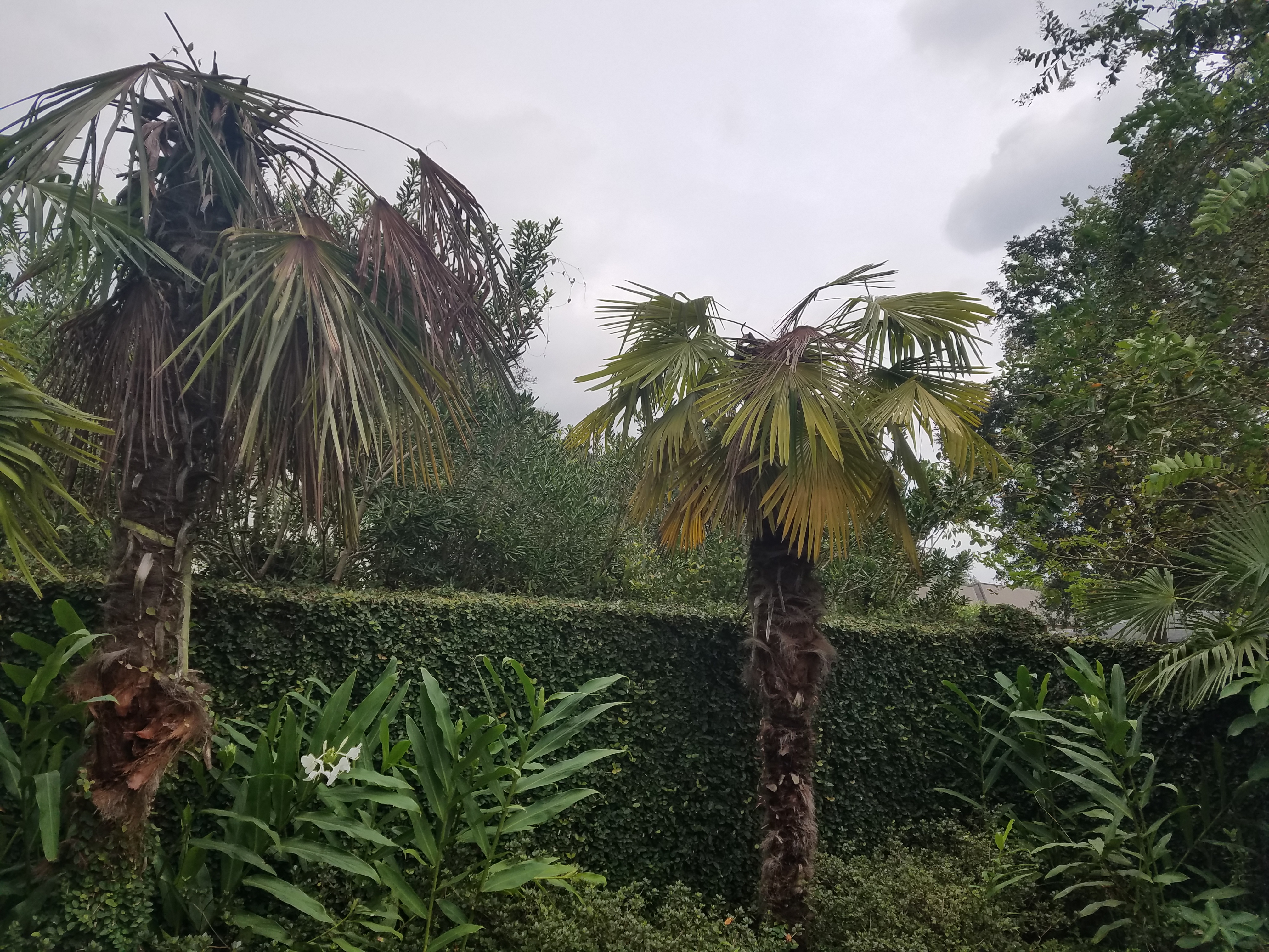 Freeze damage can mimic disease symptoms in palms. Here’s how to tell the difference.